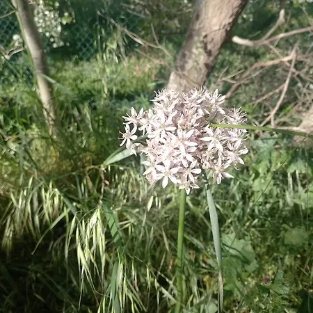 Annamaria Guest house *