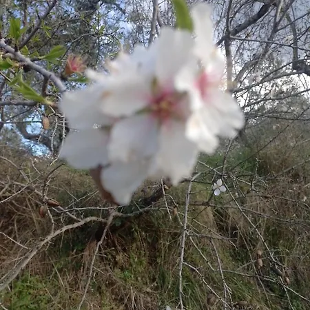 Annamaria